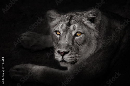  strict yellow glowing eyes of a night lioness in the moonlight carefully and sternly looks at you on a black background