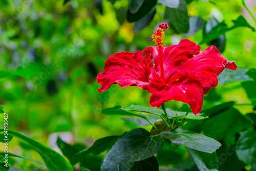 Beautiful big red trpoical hibiscus. Hibiscus rosa-sinensis flowers with blurred green background. Tropical exotic flower close up in soft focus.