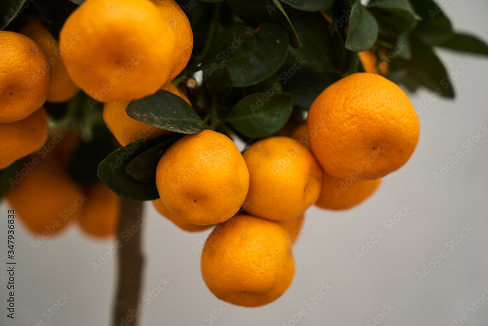 Decorative Tangerine tree in with mandarin fruits Decorative Tangerine tree in with mandarin fruits