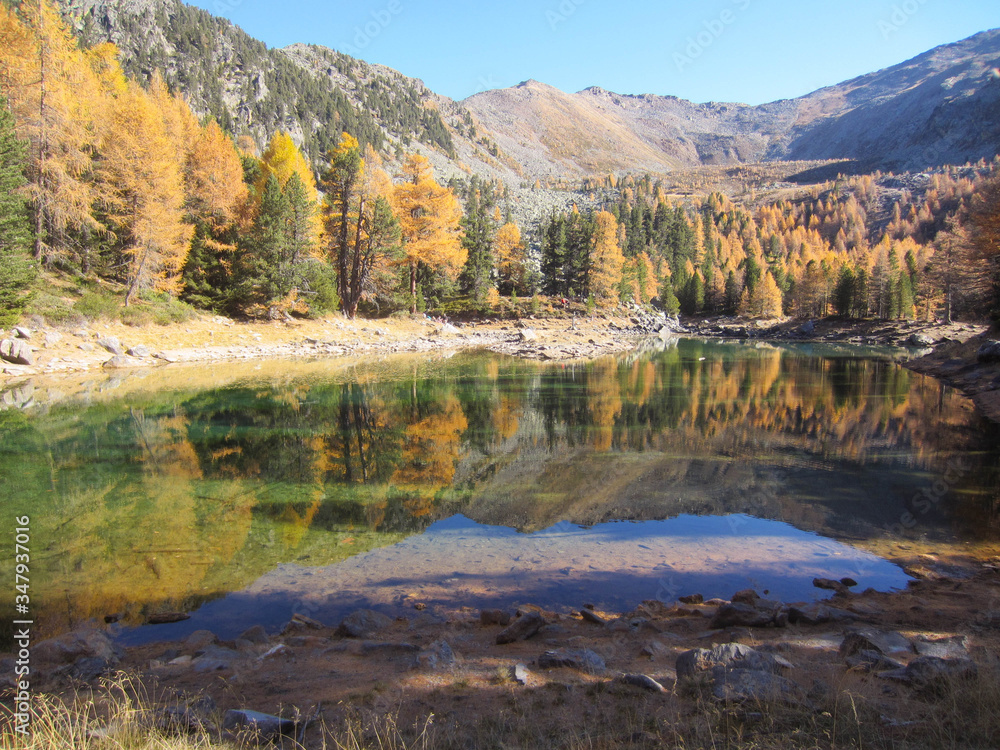 View of the Lago the Cirmoli - Zirmtalsee in autumn, the little alpine lake is surrunded by very colorful pinus cembra - Swiss pines