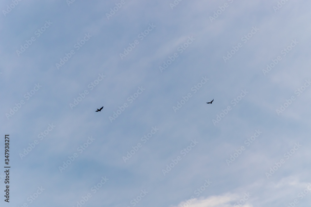 A couple of black birds flying high in the cloudy blue sky on a winter morning A couple of black birds flying high in the cloudy blue sky on a winter morning