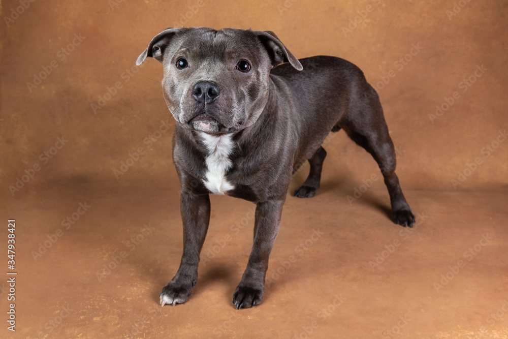 Young funny American Staffordshire terrier looking at camera