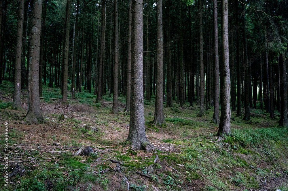 Naklejka premium trees in the forest