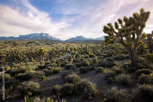 Lee Canyon - Las Vegas, NV