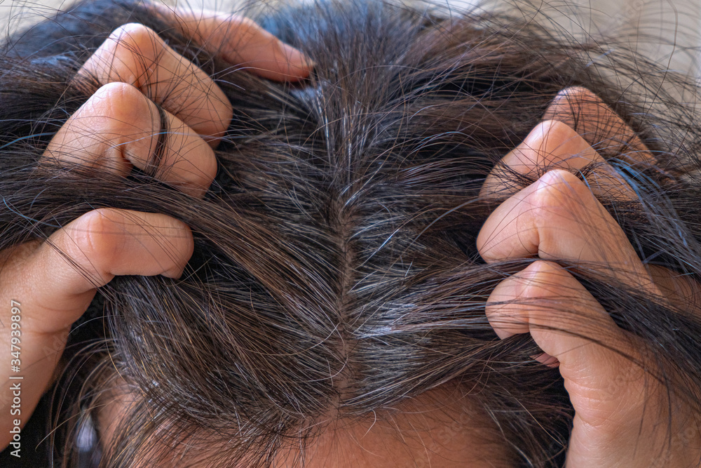 Obraz premium Going gray. Woman with dark hairs shows her gray hair roots