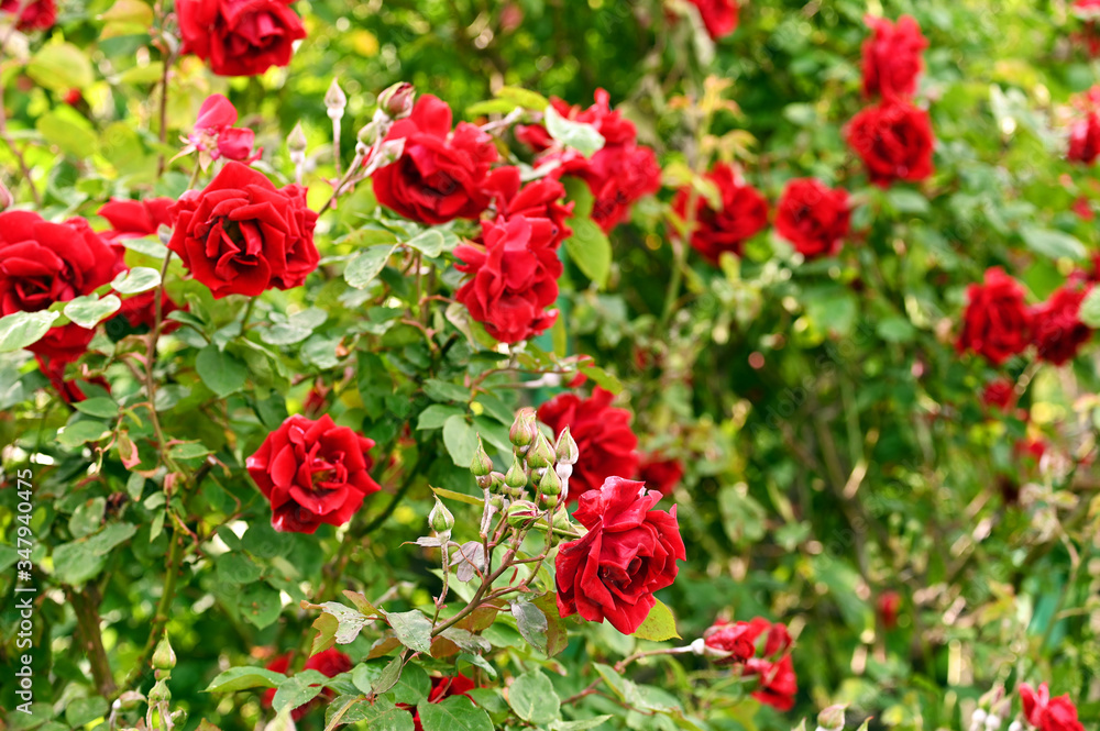 Red roses in Volksgarten Vienna Austria