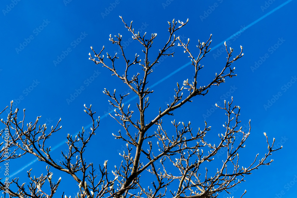 A vibrant shot of a tree with unopened white petals against the background of the clear blue sky A vibrant shot of a tree with unopened white petals against the background of the clear blue sky