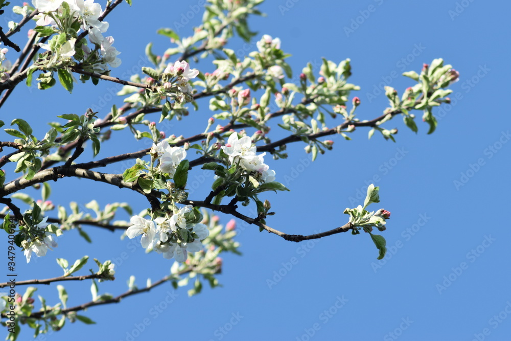 apple tree blossom