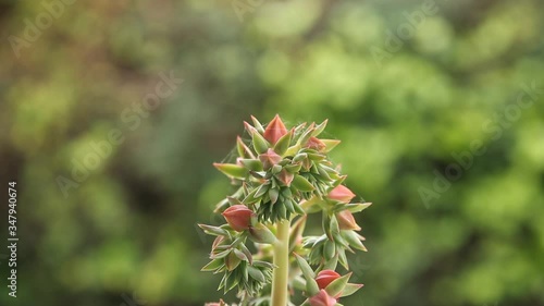 
cactus plant flower