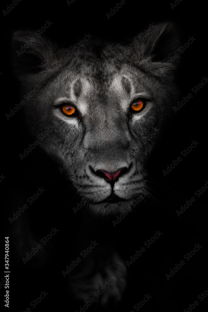  portrait of a lioness with bright luminous eyes and pink nose. view of a female predator.