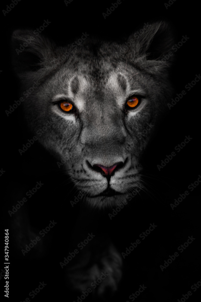 Obraz premium portrait of a lioness with bright luminous eyes and pink nose. view of a female predator.