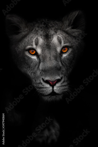  portrait of a lioness with bright luminous eyes and pink nose. view of a female predator.