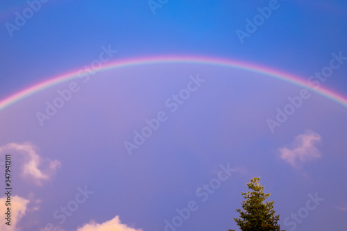 farbenfroher regenbogen hinter einer tanne