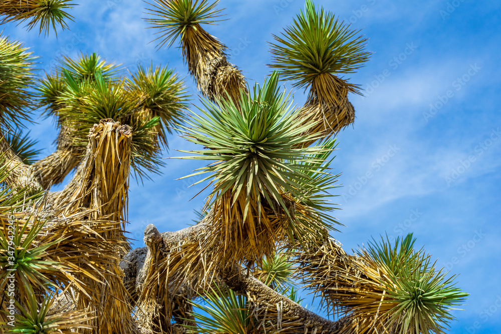 Joshua Tree branches with blue sky