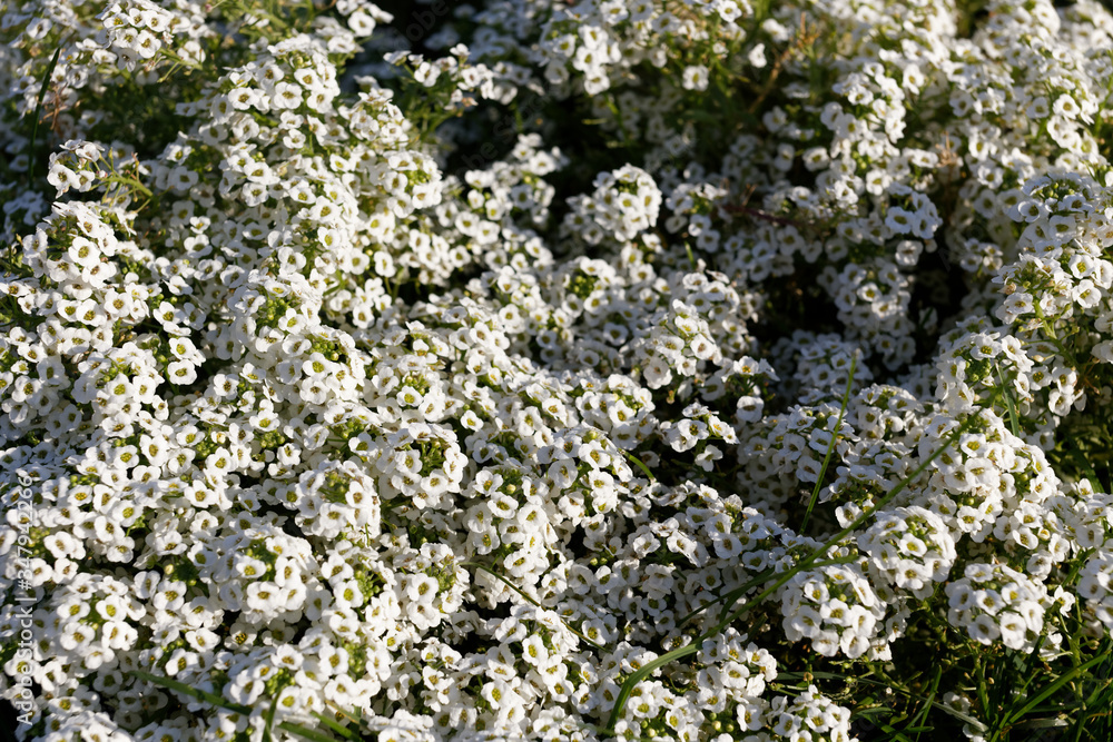 White flowers of Lobularia maritima. Alyssum is vegetative. Beautiful white flowers in the flowerbed. White flowers of Lobularia maritima. Alyssum is vegetative. Beautiful white flowers in the flowerbed.
