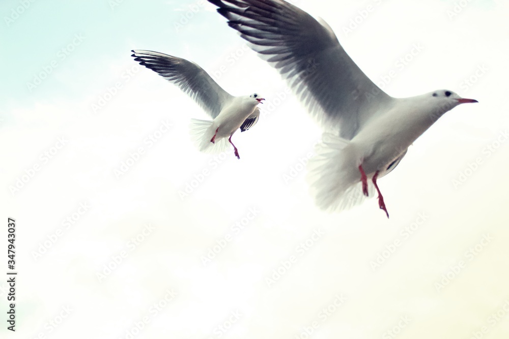 Fototapeta premium Zwei fliegende Möwen