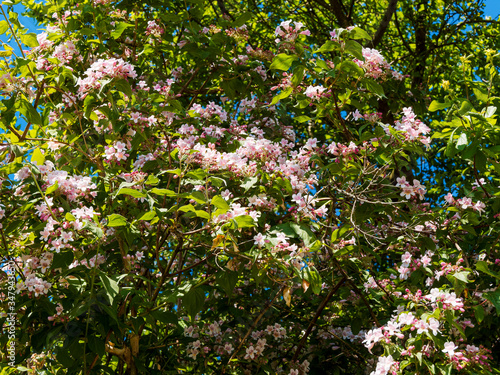 Kolkwitzia amabilis | Kolkwitzie oder Perlmuttstrauch als Zierstrauch mit dekorativen Frühlingsblüte in Parks und Gärten photo