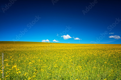 Field of rapeseed in spring