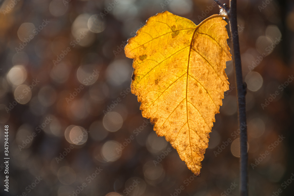 żółty jesienny liść - obrazy, fototapety, plakaty 