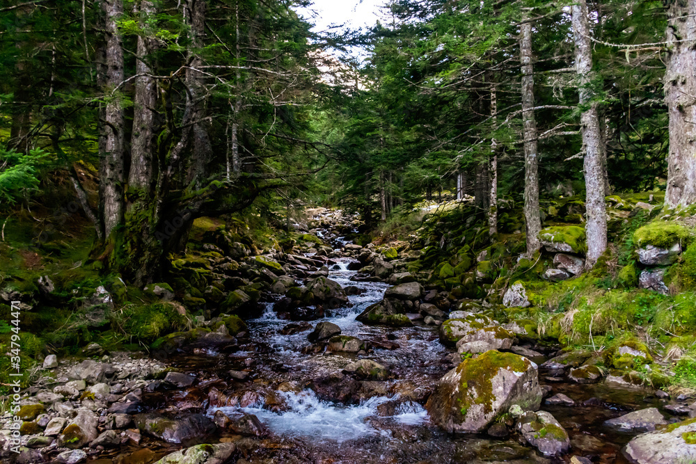 A picturesque view of a mountain river with water running down the stream fast in a pine forest in the Pyrenees mountains on a winter day (Arrens-Marsous, Hautes-Pyrenees, France) A picturesque view of a mountain river with water running down the stream fast in a pine forest in the Pyrenees mountains on a winter day (Arrens-Marsous, Hautes-Pyrenees, France)