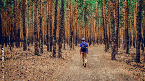 Картината върху платно guy walks along a path in the woods among the trunks of pines
