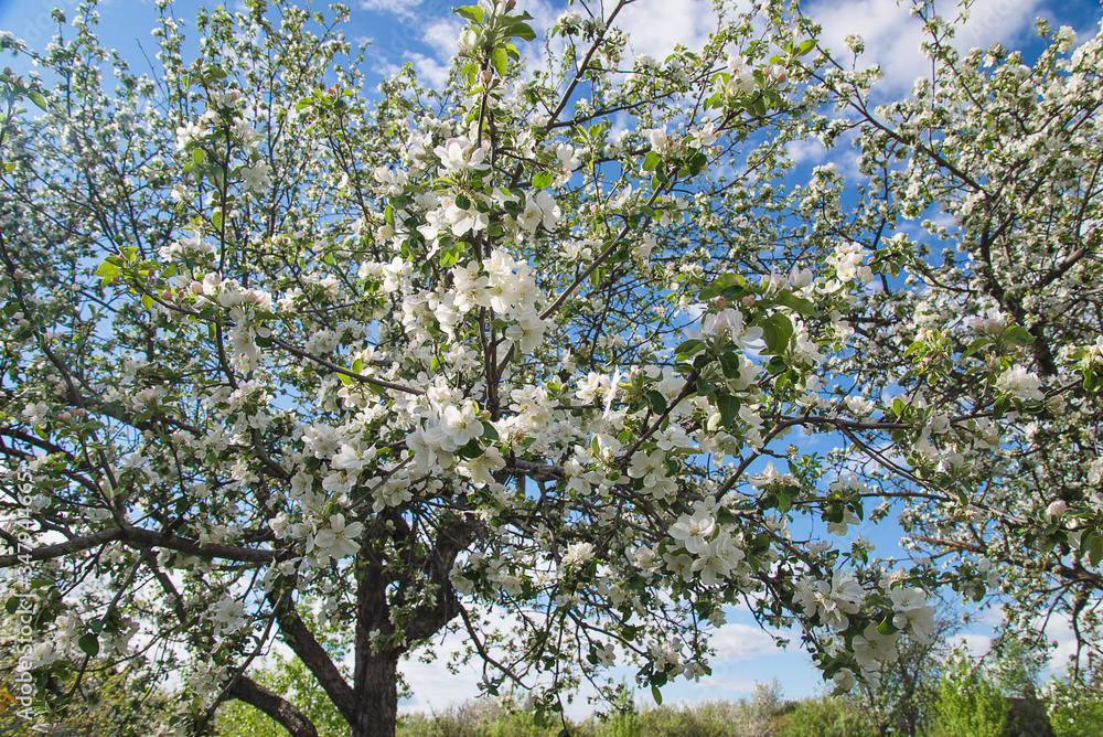 Beautiful blossom of apple trees on sunny day. Close up Beautiful blossom of apple trees on sunny day. Close up