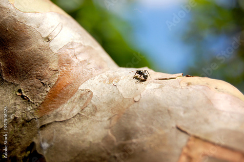 Ant in trunk of a tree