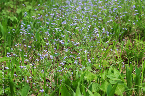 Tiny blue forget-me-not flower growing in the green grass in the forest.