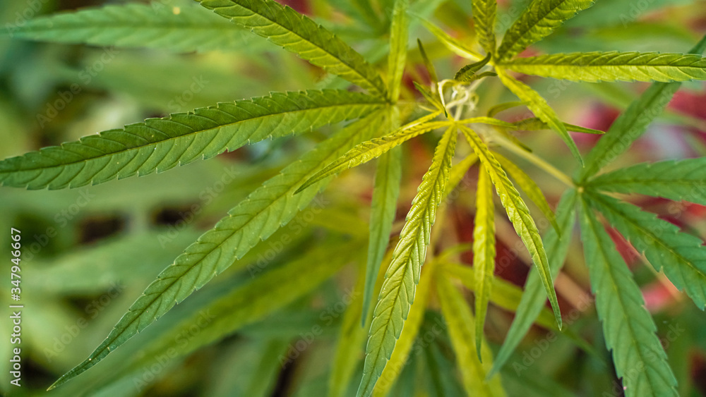 Marijuana leaves, cannabis on a bright background, beautiful background, Natural outdoor Tropical region asia. Marijuana leaves, cannabis on a bright background, beautiful background, Natural outdoor Tropical region asia.