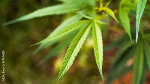 Marijuana leaves  cannabis on a bright background  beautiful background  Natural outdoor Tropical region asia.