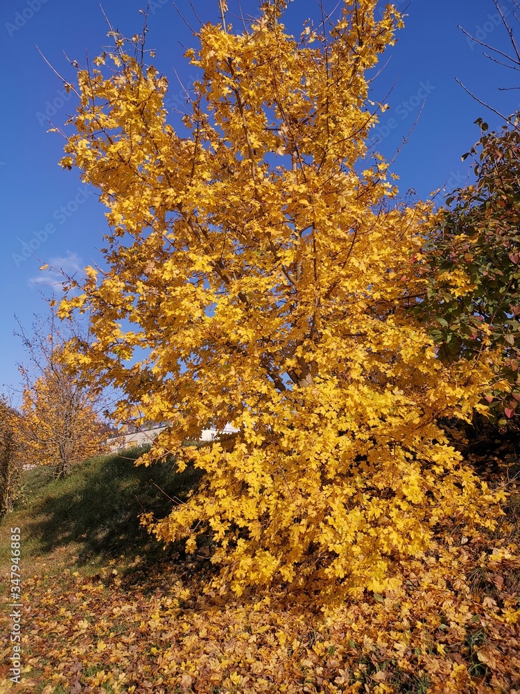 Fototapeta premium autumn in the park
