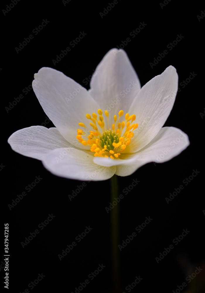 Macro Image of a wood anemone against black background Macro Image of a wood anemone against black background