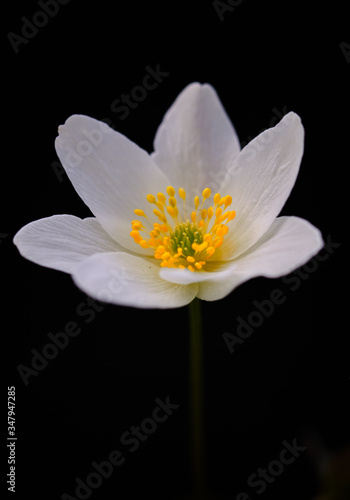 Macro Image of a wood anemone against black background