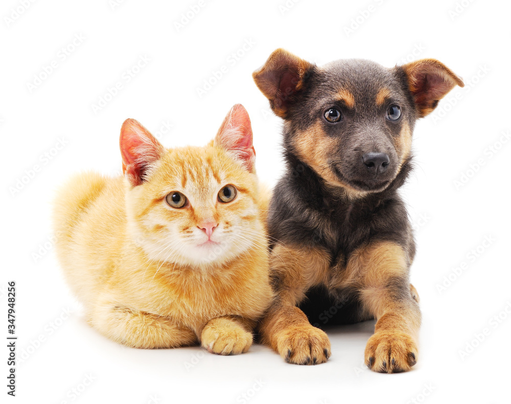 Red dog with a kitten.