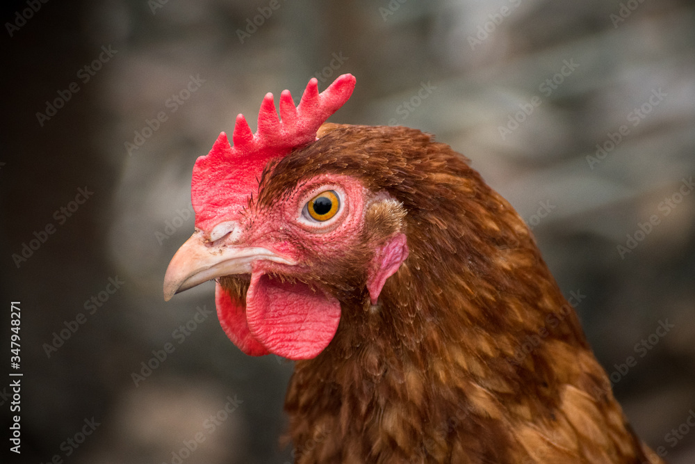 Portrait of a hen with brown feathers and a red comb.