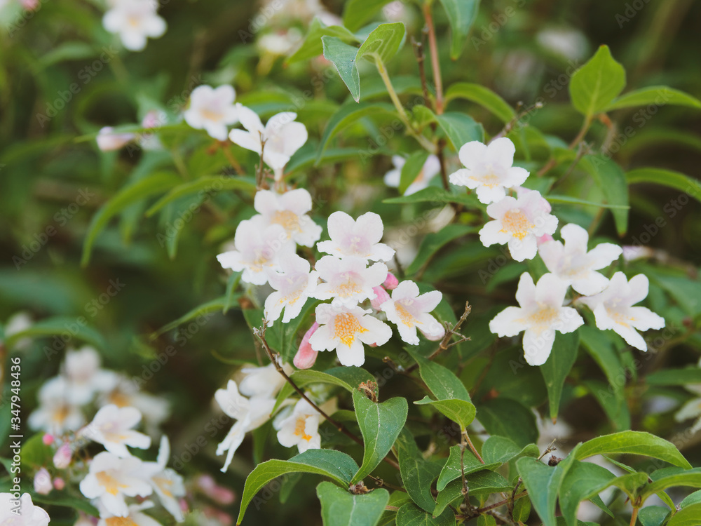 Kolkwitzia amabilis | Großzügige Frühlingsblüte von Kolkwitzie Blumen mit zartrosa Kronblätter, gelb-orange behaarte Kronschlund Kolkwitzia amabilis | Großzügige Frühlingsblüte von Kolkwitzie Blumen mit zartrosa Kronblätter, gelb-orange behaarte Kronschlund