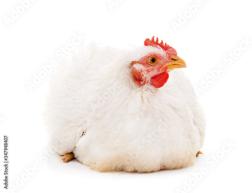 One white chicken.