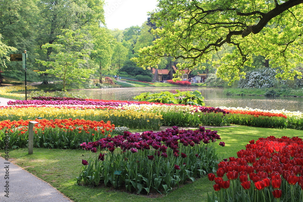 a variety of different coloured groups of tulips and a pond and trees with green leaves in the keukenhof gardens in lisse, near Amsterdam in Holland in springtime a variety of different coloured groups of tulips and a pond and trees with green leaves in the keukenhof gardens in lisse, near Amsterdam in Holland in springtime