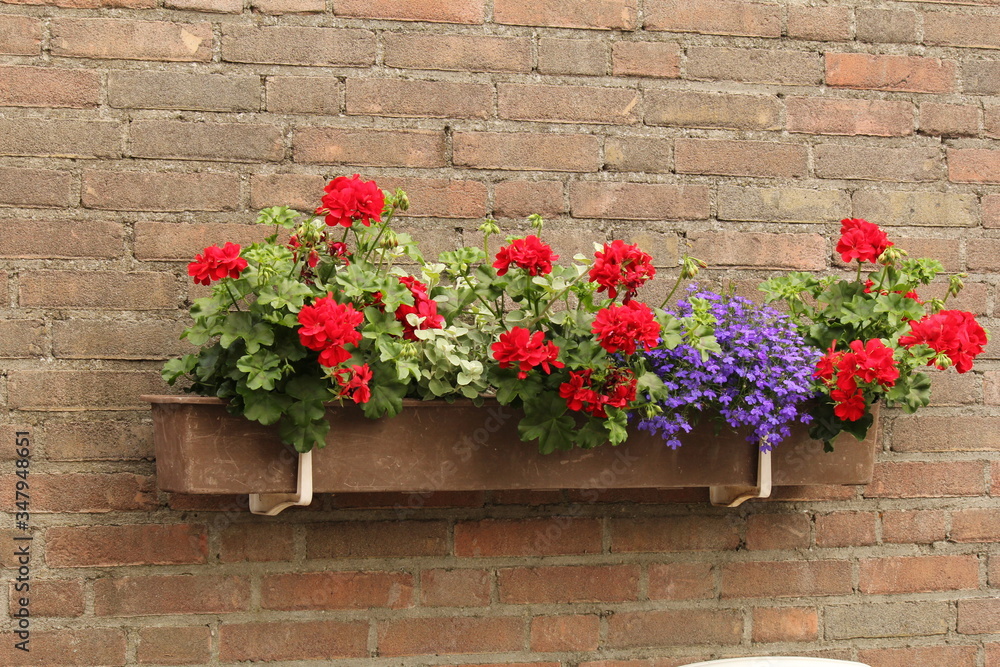 a flower box at a wall with beautiful flowering red geraniums and little blue wild flowers in summer
