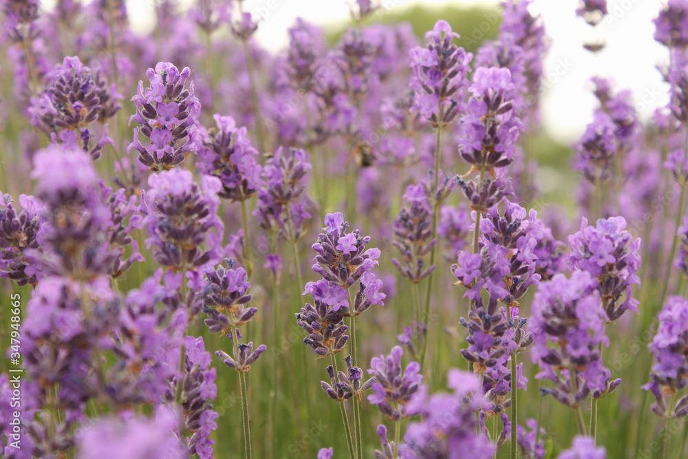 Obraz premium a big group purple lavender flowers closeup in a garden in summer