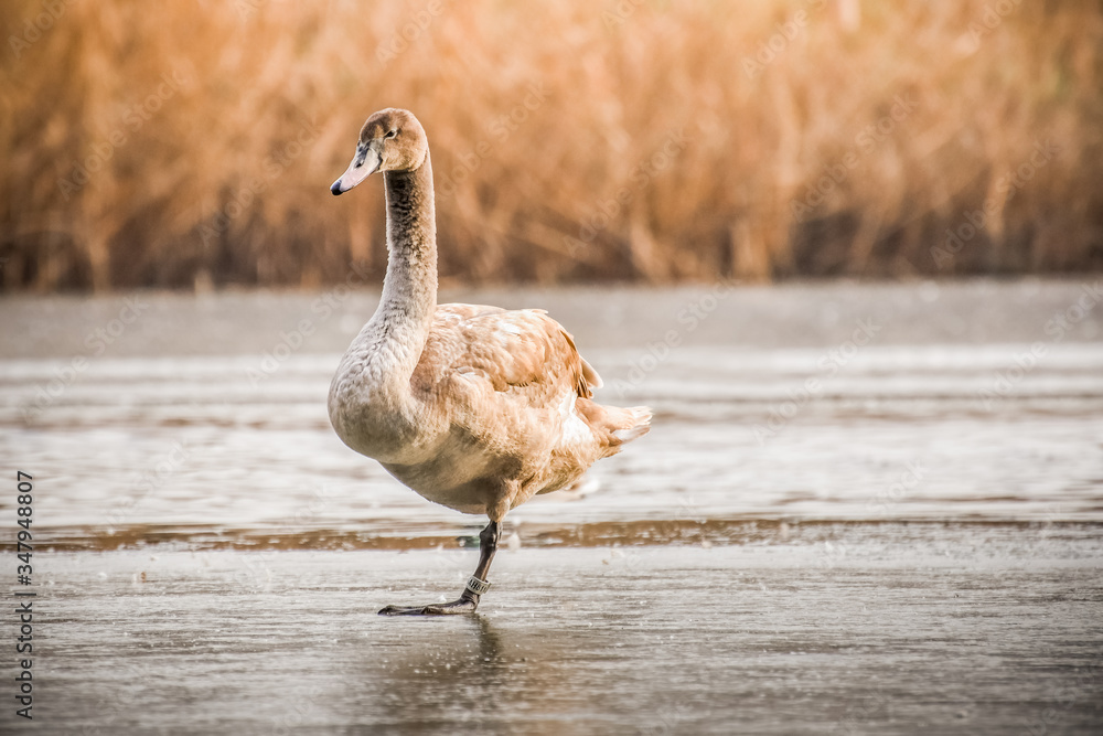 Fototapeta premium The young swan stands on one leg on a frozen pond with a cane in the background.