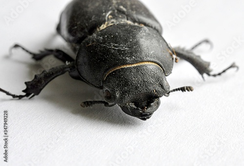 close-up view of a black beetle © petrle