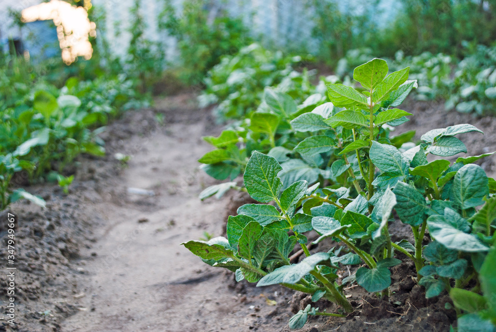 Bushes of young potatoes, aggro photo. Bushes of young potatoes, aggro photo.
