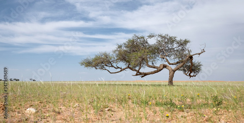 lone camel thorn tree surrounded by grass