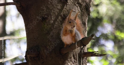 Squirrel on the tree eating food. Close-up 4K.