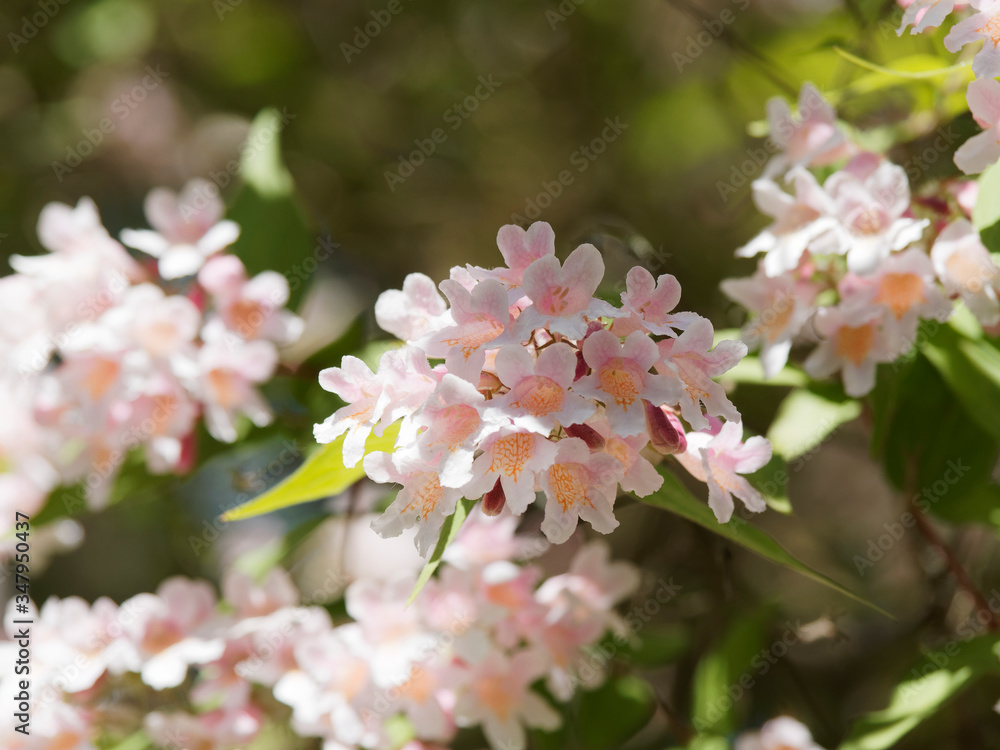Kolkwitzia amabilis | Großzügige Frühlingsblüte von Kolkwitzie Blumen mit zartrosa Kronblätter, gelb-orange behaarte Kronschlund Kolkwitzia amabilis | Großzügige Frühlingsblüte von Kolkwitzie Blumen mit zartrosa Kronblätter, gelb-orange behaarte Kronschlund