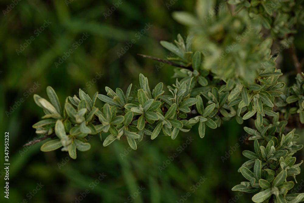 close up of a green plant close up of a green plant