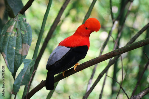 Male Andean Cock-Of-The-Rock in Jardin, Colombia photo