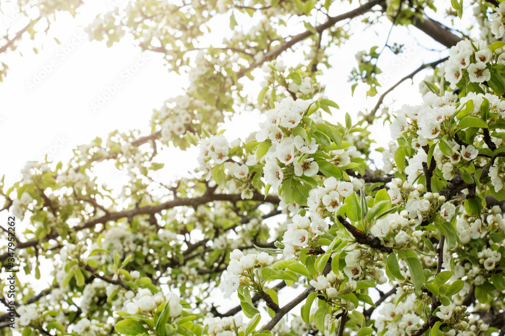 Blossom Spring Blossom Spring