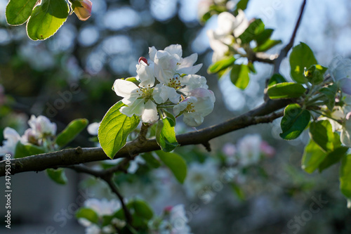 spring garden, kwiaty w ogrodzie, wiosna, wallpaper, stokrotki, macro, kwitnący sad, jabłoń, kwiat jabłoni